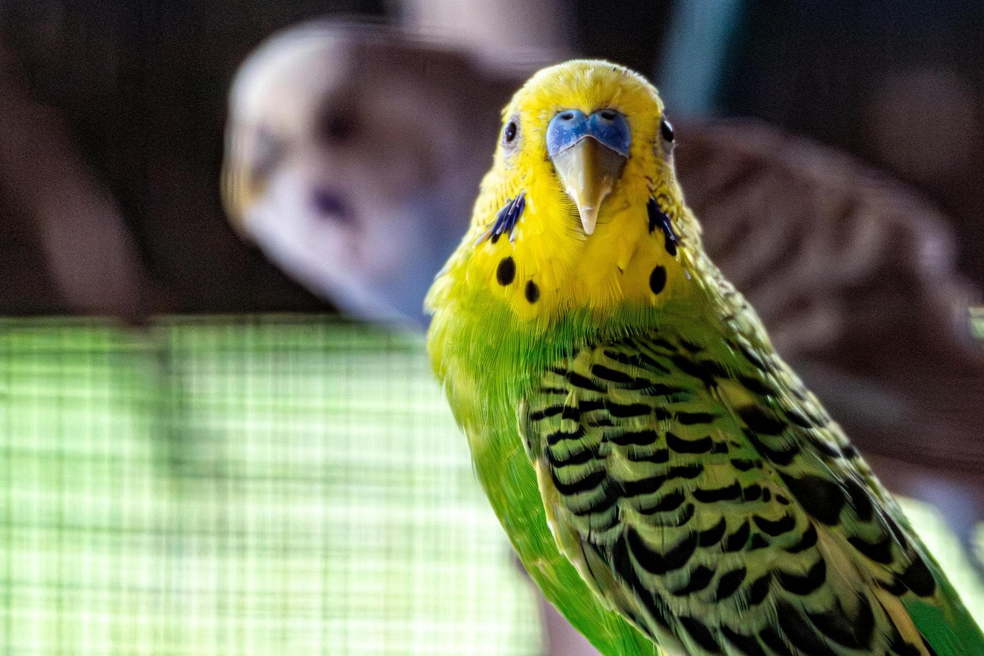 Emergency Vets in Enniscorthy